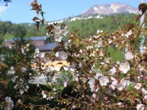 日本で一番遅く咲く桜「チシマザクラ」