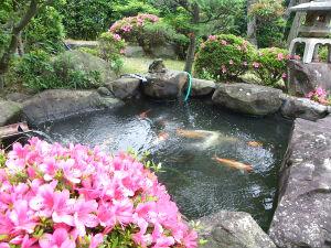 庭園のさつき