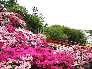満開の淡輪遊園つつじ橋