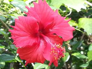 南の島のお花と言えば「ハイビスカス」　一年中咲き乱れています