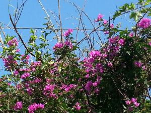 赤紫の花びらがかわいらしい南の島のお花「ブーゲンビリア」
