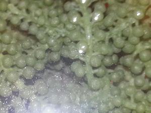 シピダ（海ブドウ）　プチプチした食感が楽しい海藻です。美味しいですよ。