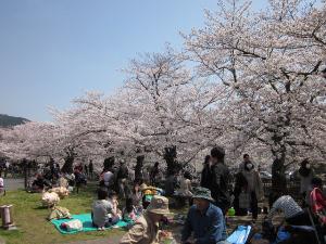 吉野山花見