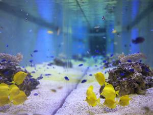 ◆たくさんの熱帯魚が泳ぐフロントの巨大水槽は、まるで水族館♪チェックインの時に見られるのでお楽しみに☆