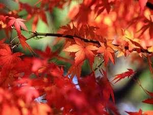 秋の紅葉