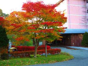 玄関先の紅葉
