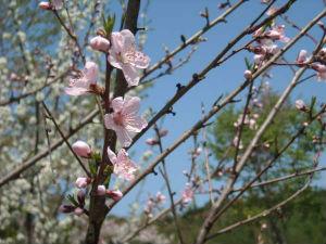 駐車場上の桜（５月連休前後）