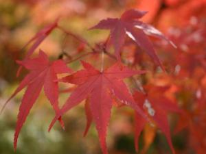 【眺望】お部屋から望む・秋の紅葉