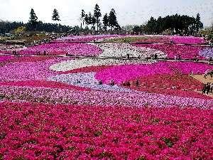 【4月下旬～5月上旬】羊山鉱泉の芝桜。※気候天候で見ごろの時期は変化します