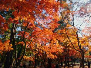 月の石もみじ公園の紅葉（11月中旬～下旬）お車で約15分