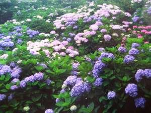 【6月中旬～下旬】紫陽花があちらこちらで咲き誇る（6月以降～気候天候で咲く時期は変化します）