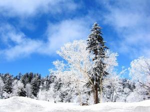 大雪山旭岳の広大な原生林に出現する樹氷