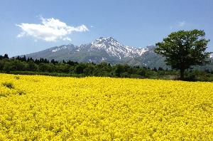 菜の花