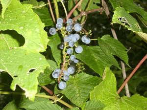 新穂高ロープウェイ、鍋平付近の山ブドウ