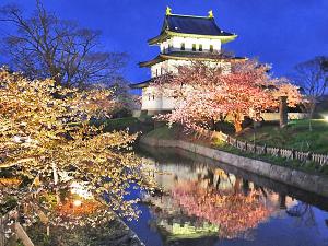 【桜と松前城】夜になるとライトアップされた夜桜見物ができます。