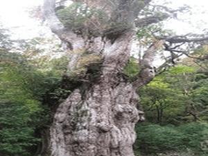 縄文杉