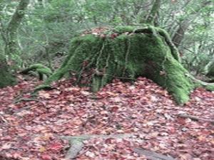縄文杉登山