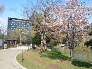 桜が満開の中島公園2013