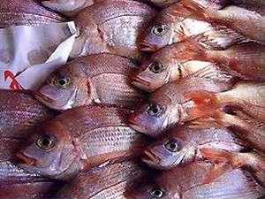 その日のうちに水揚げされた新鮮な魚介類を使用してます