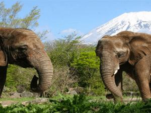 ［富士サファリパーク］