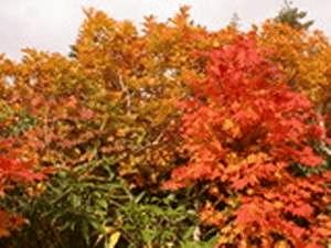 紅葉の風景