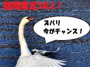 セール！