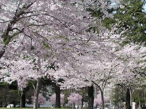 錦町公園　桜