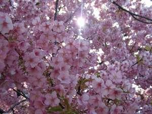 CHERRY BLOSSOMS：河津河畔の満開の河津桜・・・OFA ATUから徒歩5分。