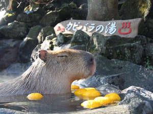 Jalイージーホテル 海とエステと美肌風呂の宿 天使のイルカ 城ヶ崎 富戸 Jal国内ツアー