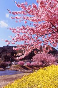 早咲きの河津桜