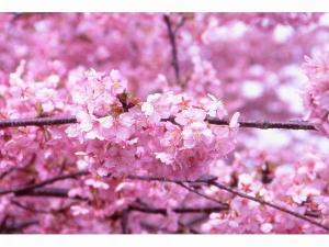 早咲きの河津桜