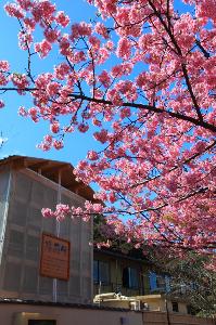 当館「湯雨竹」と河津桜