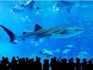 ちゅら海水族館