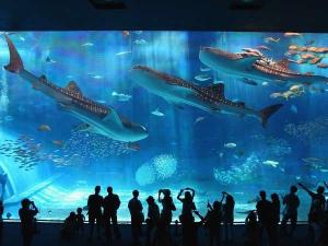 ちゅら海水族館