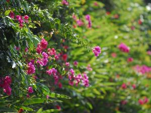 沖縄の2月～3月は、南国の花々が色鮮やかに咲き始める季節です。