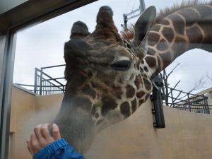 旭山動物園　きりん舎　きりんって意外と大きいんですね。