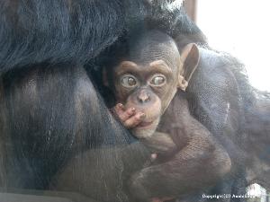 旭山動物園　チンパンジーの森　お母さんに抱っこされています。