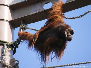 旭山動物園　おらんうーたん館　綱渡りもお手のもの！