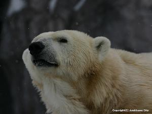 旭山動物園　ほっきょくぐま館　凛々しい顔をして何を見つめているのでしょうか。