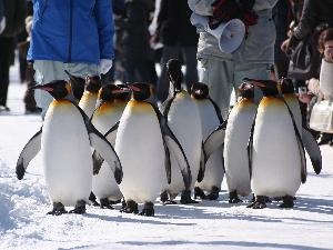 旭山動物園　ぺんぎん館　冬の運動不足解消　名物ぺんぎんのお散歩♪
