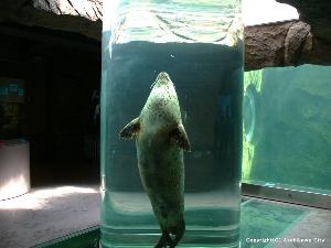 旭山動物園　あざらし館　有名なマリンウェイ