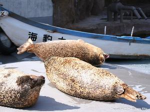 旭山動物園　あざらし館　陸の上で日向ぼっこ♪