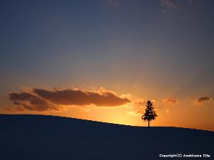 美瑛町 夕日の木 たたずむ一本の木が印象的です。