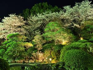 ライトアップされた庭園。静寂のひととき。