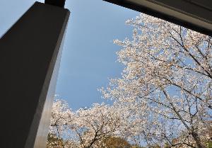 花見露天は最高！