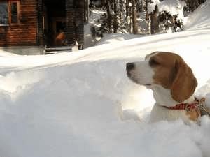 雪の中のカカオ！雪質はパウダースノー最高です。