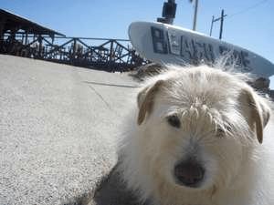 愛犬のステキな写真をたくさん撮ってあげてください♪