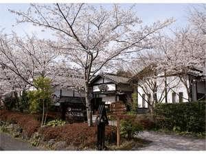 母屋の前の満開の桜の木々たち