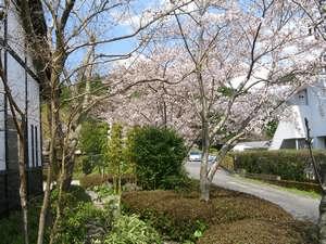 本館へつづく道は、桜の季節にさくら色に衣替えします。