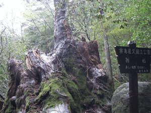 【翁杉】険しい登山道に入り、最初に対面が出来る巨木です